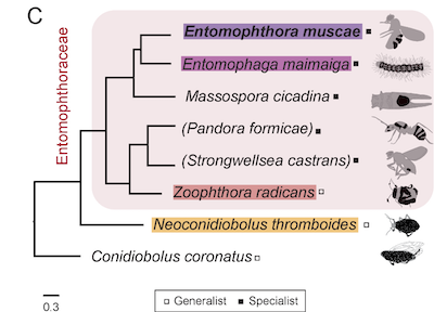 Signatures of transposon-mediated genome inflation, host specialization, and photoentrainment in<i>Entomophthora muscae</i>and allied entomophthoralean fungi