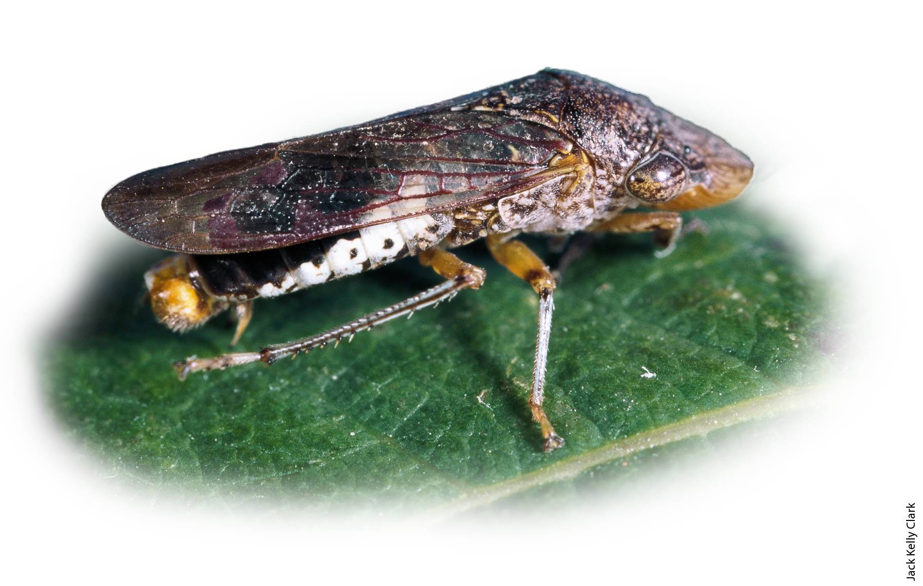 Transcriptome and population structure of glassy-winged sharpshooters (Homalodisca vitripennis) with varying insecticide resistance in southern California.