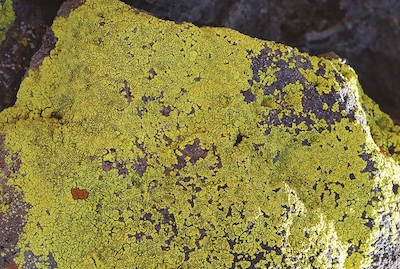 The reference genome assembly of the bright cobblestone lichen, Acarospora socialis.