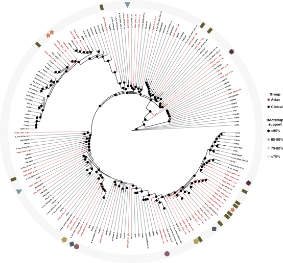 Avian-associated <i>Aspergillus fumigatus</i> displays broad phylogenetic distribution, no evidence for host specificity, and multiple genotypes within epizootic events