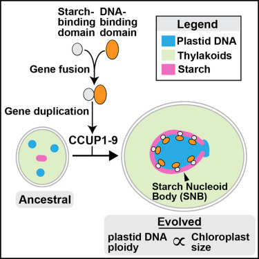 Evolution of a chloroplast subcompartment housing plastid DNA inside a cup-like starch granule.