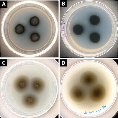 Genomic and morphological characterization of Knufia obscura isolated from the Mars 2020 spacecraft assembly facility.