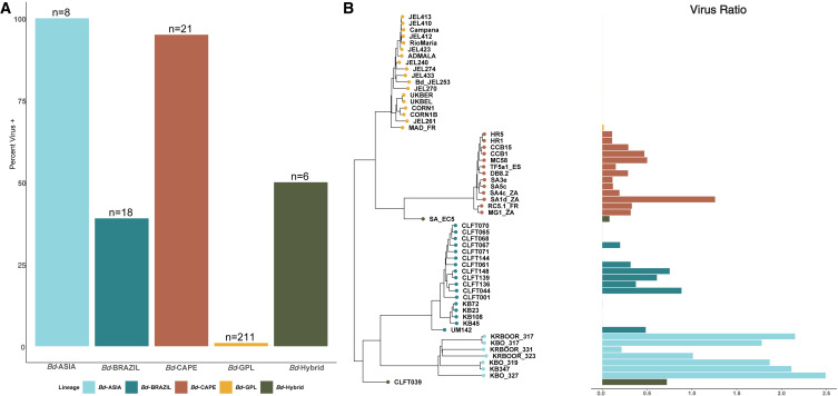 An endogenous DNA virus in an amphibian-killing fungus associated with pathogen genotype and virulence.