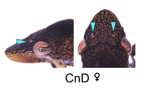 Efficient CRISPR/Cas9-mediated genome modification of the glassy-winged sharpshooter <i>Homalodisca vitripennis</i> (Germar)