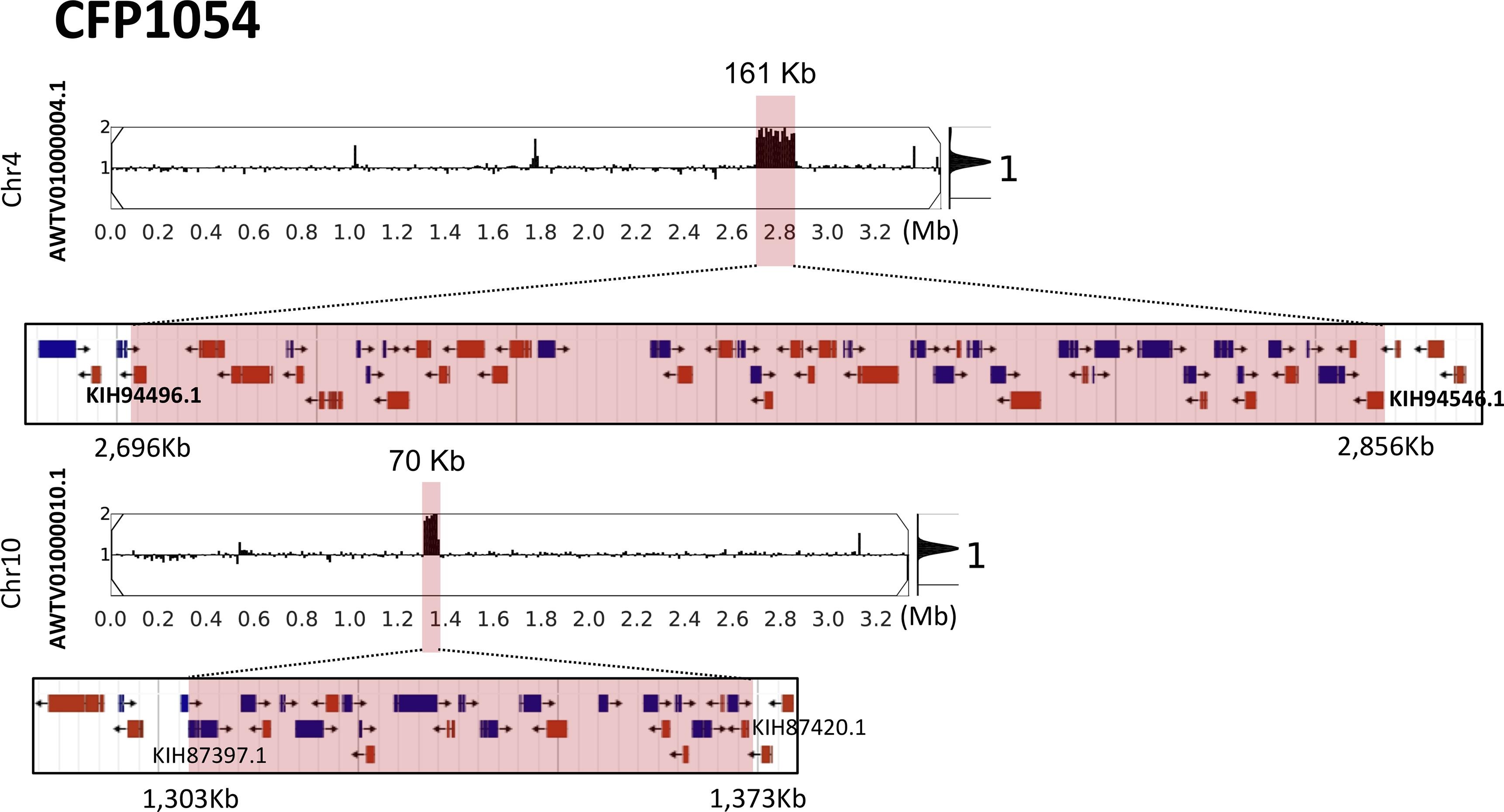 Single nucleotide polymorphisms and chromosomal copy number variation may impact the <i>Sporothrix brasiliensis</i> antifungal susceptibility and sporotrichosis clinical outcomes.