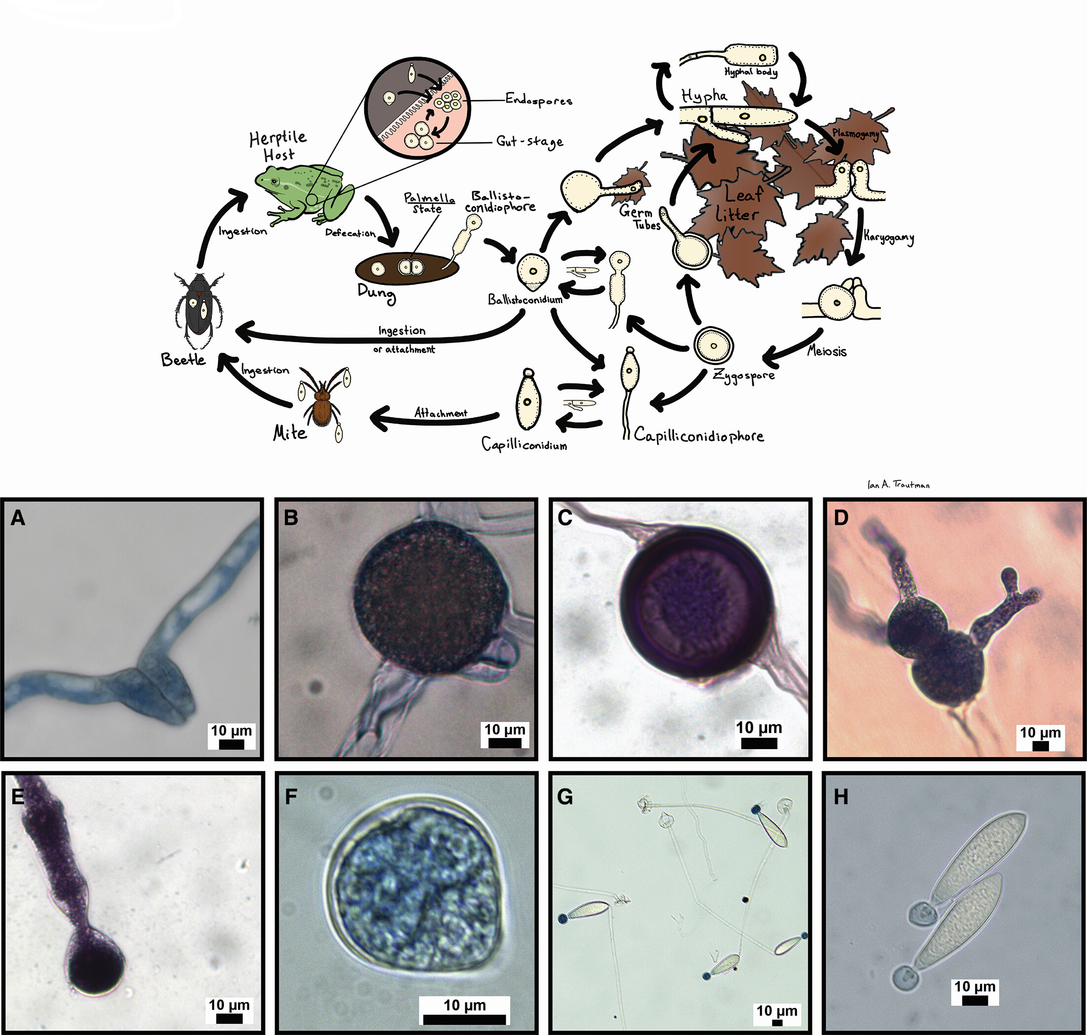 Herptile gut microbiomes: a natural system to study multi-kingdom interactions between filamentous fungi and bacteria.