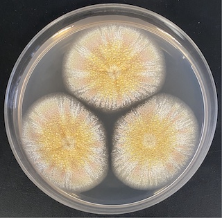 Genome annotation of i Aspergillus melleus i strain CBS 546.65