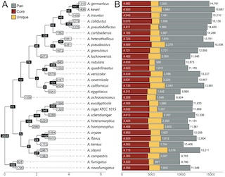 Section-level genome sequencing and comparative genomics of Aspergillus sections i Cavernicolus i and i Usti i