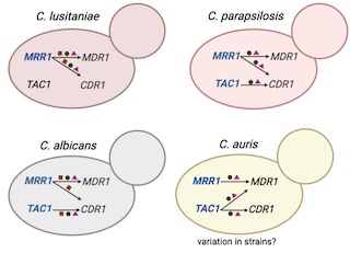 Coordinated regulation of Mdr1- and Cdr1-mediated protection from antifungals by the Mrr1 transcription factor in emerging