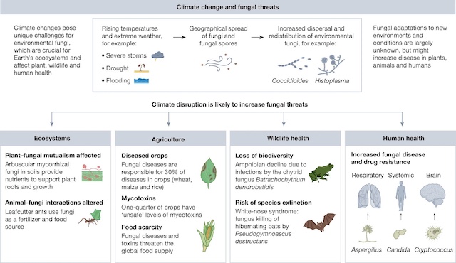 Fungal impacts on Earth s ecosystems