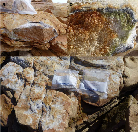 Metatranscriptomes of two biological soil crust types from the Mojave desert in response to wetting.