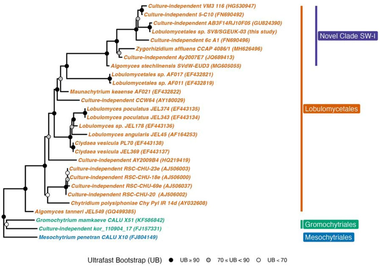 Eukaryotic MAGs recovered from deep metagenomic sequencing of the seagrass, i Zostera marina i , include a novel chytrid in the order Lobulomycetales