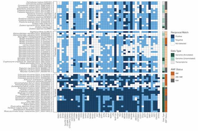 Assessing the Evolutionary Trajectory of Arbuscular Mycorrhizal Conserved Genes in Seagrasses and Aquatic Close Relatives