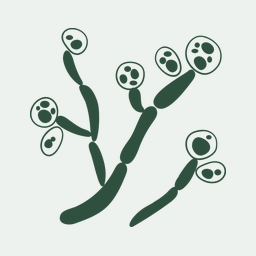 Analysis of the Candida albicans Phosphoproteome.