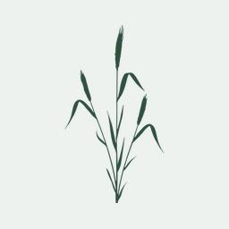 Pyricularia graminis-tritici is not the correct species name for the wheat blast fungus: response to Ceresini et al. MPP 20:2 .