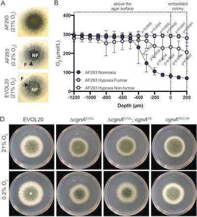 A Heterogeneously Expressed Gene Family Modulates the Biofilm Architecture and Hypoxic Growth of <i>Aspergillus fumigatus</i>