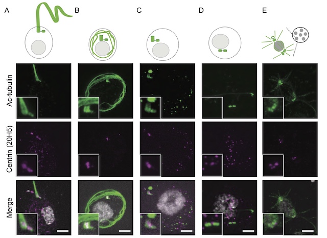 Dynamic remodeling of centrioles and the microtubule cytoskeleton in the lifecycle of chytrid fungi.
