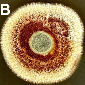 Draft genome of i Conoideocrella luteorostrata i ARSEF 14590 Clavicipitaceae , an entomopathogenic fungus with a wealth of biosynthetic and biocontrol potential