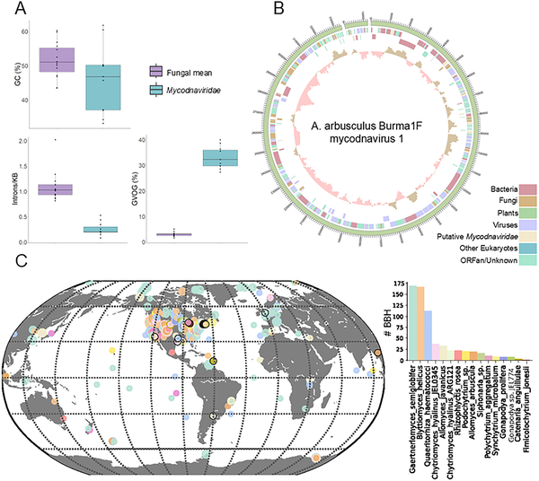 Mycodnaviridae is a clade of giant viruses that persistently infect zoosporic fungi