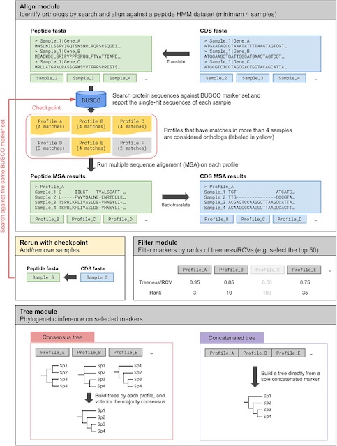 Phyling: phylogenetic inference from annotated genomes