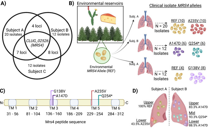 Mrs4 loss of function in fungi during adaptation to the cystic fibrosis lung