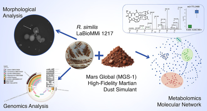 i Rhinocladiella similis i : A Model Eukaryotic Organism for Astrobiological Studies on Microbial Interactions with Martian Soil Analogs