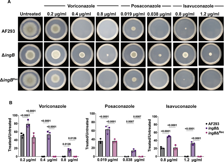 An epigenetic mechanism of azole tolerance facilitates acquired antifungal resistance in i Aspergillus fumigatus i