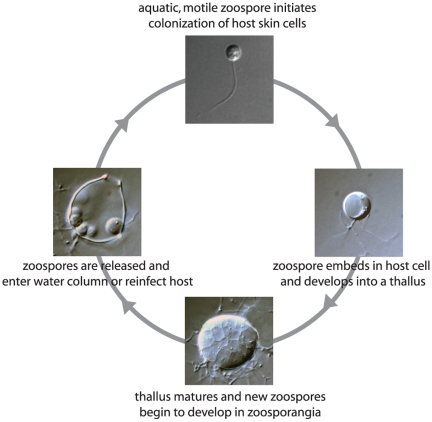 The deadly chytrid fungus: a story of an emerging pathogen.
