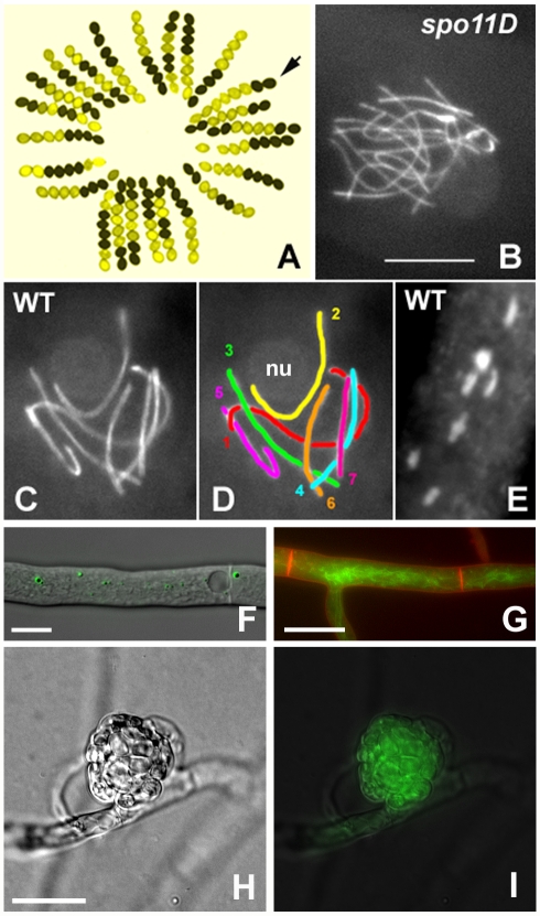 De novo assembly of a 40 Mb eukaryotic genome from short sequence reads: Sordaria macrospora, a model organism for fungal morphogenesis.