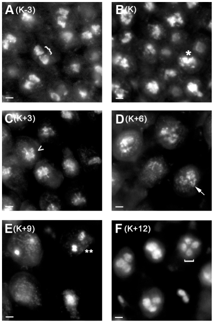 Analysis of the Basidiomycete Coprinopsis cinerea reveals conservation of the core meiotic expression program over half a billion years of evolution.