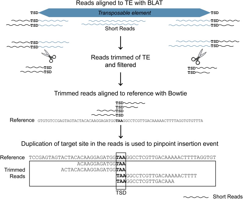 The use of RelocaTE and unassembled short reads to produce high-resolution snapshots of transposable element generated diversity in rice.