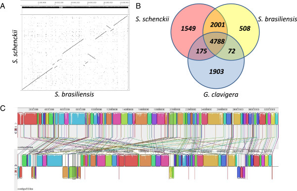 Comparative genomics of the major fungal agents of human and animal Sporotrichosis: Sporothrix schenckii and Sporothrix brasiliensis.