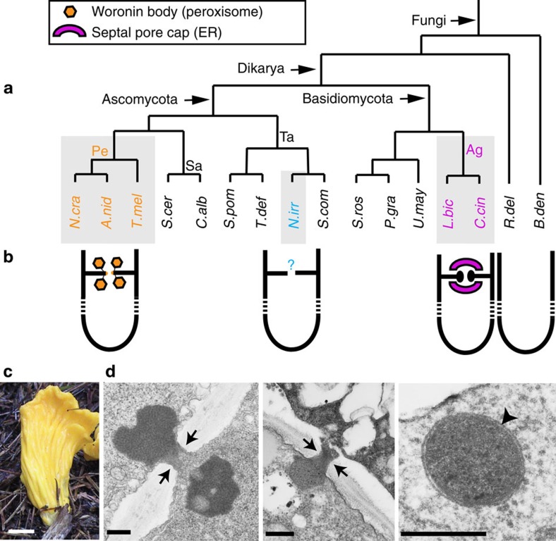Innovation and constraint leading to complex multicellularity in the Ascomycota.