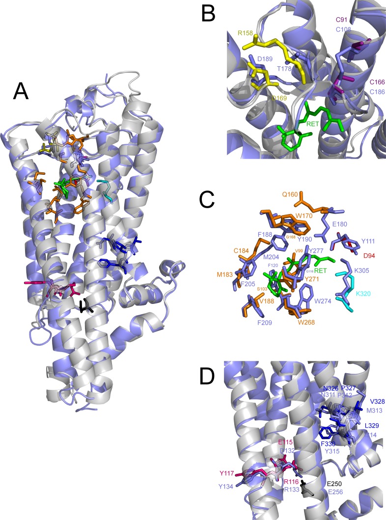Exploring the binding properties and structural stability of an opsin in the chytrid