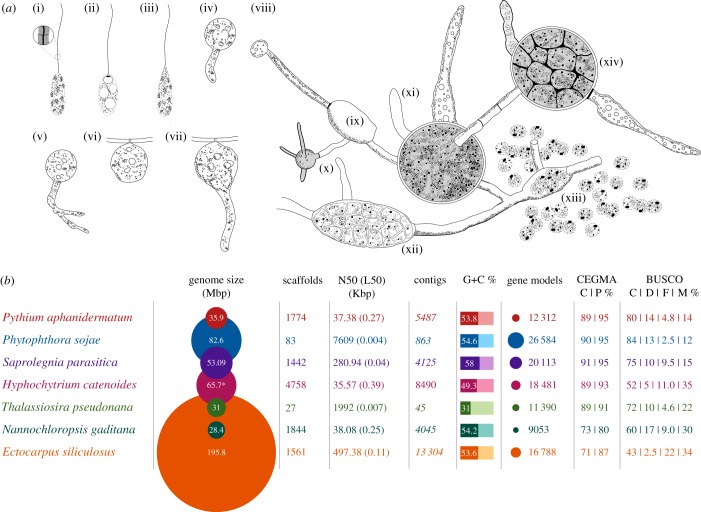 Comparative genomic analysis of the pseudofungus