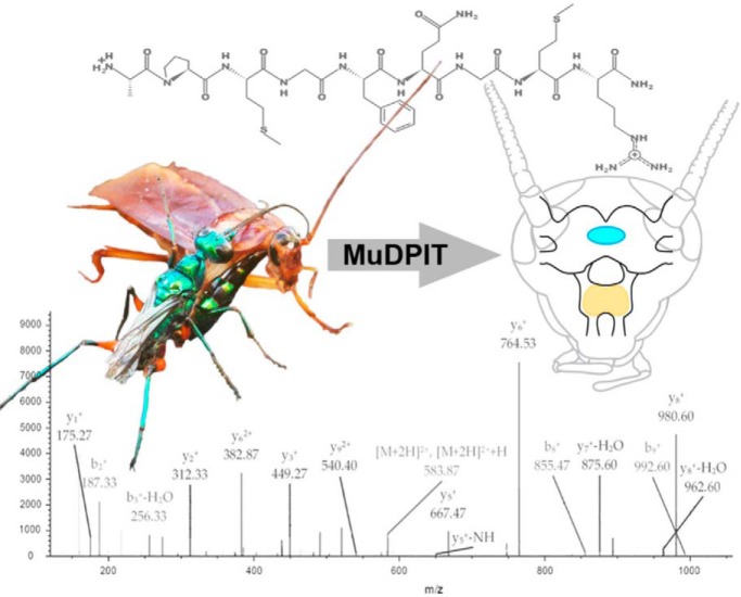 Parasitoid Jewel Wasp Mounts Multipronged Neurochemical Attack to Hijack a Host Brain.