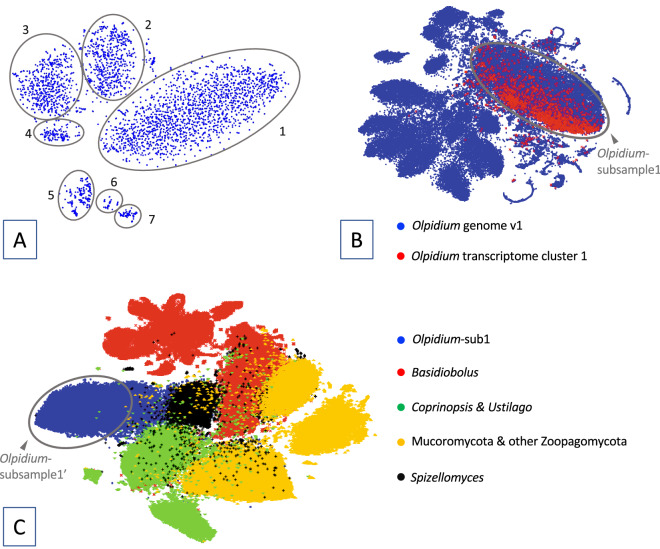 Genome-scale phylogenetic analyses confirm Olpidium as the closest living zoosporic fungus to the non-flagellated, terrestrial fungi.