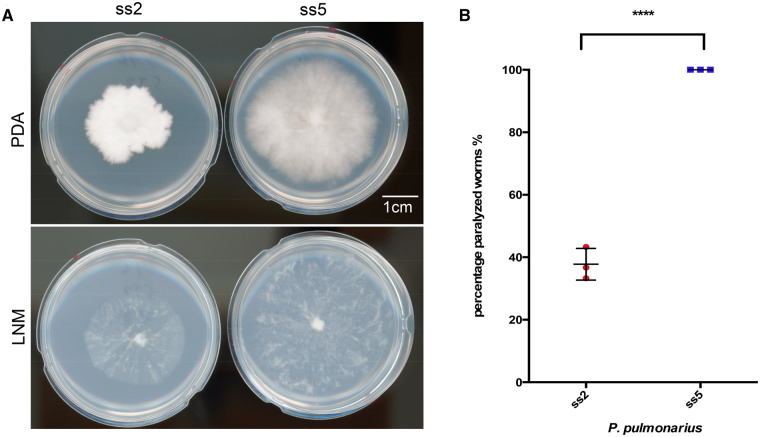 Genomic analyses of two Italian oyster mushroom Pleurotus pulmonarius strains.
