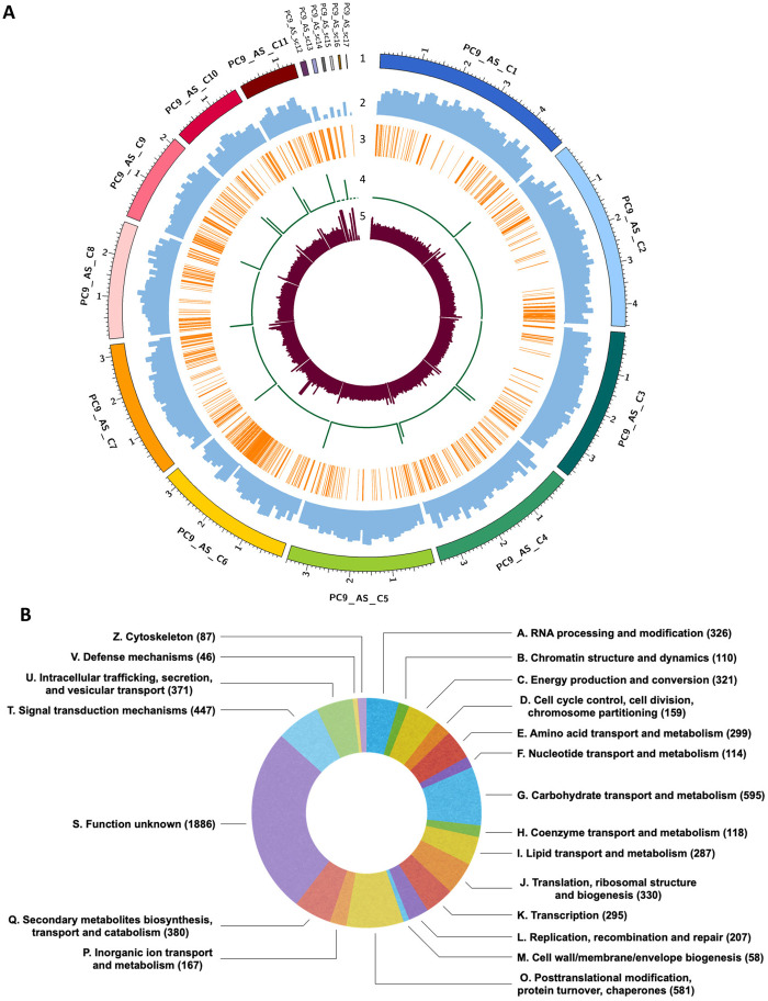 Genome sequence of the oyster mushroom Pleurotus ostreatus strain PC9.