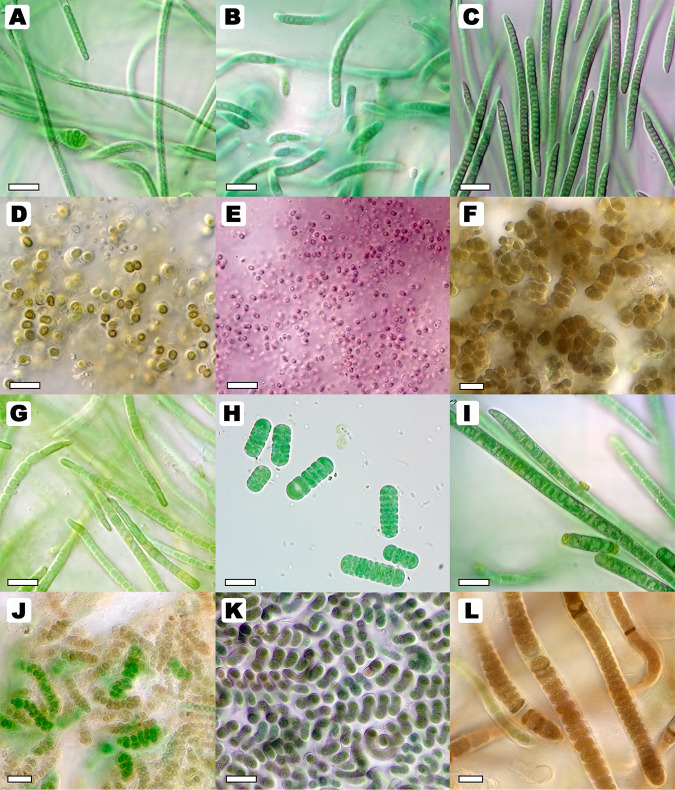 Metagenome Sequencing to Explore Phylogenomics of Terrestrial Cyanobacteria