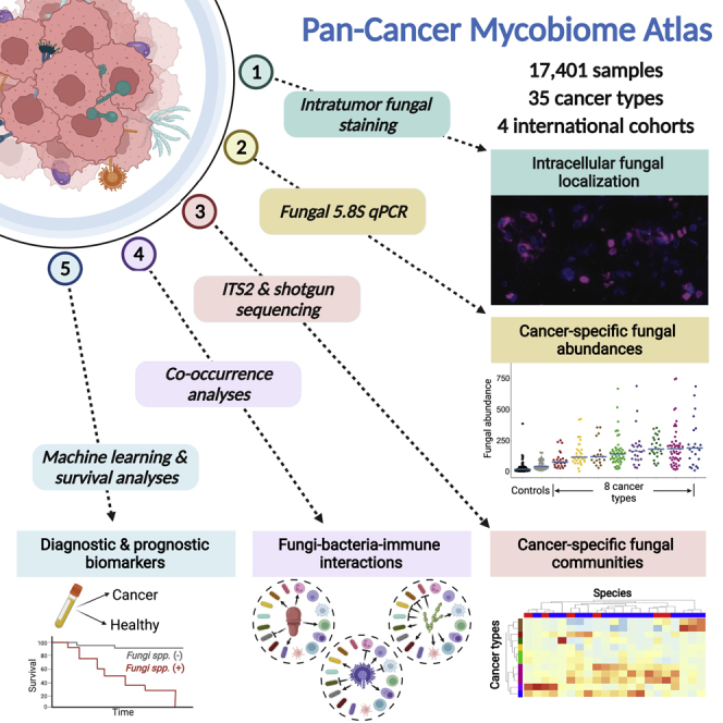 Pan-cancer analyses reveal cancer-type-specific fungal ecologies and bacteriome interactions.
