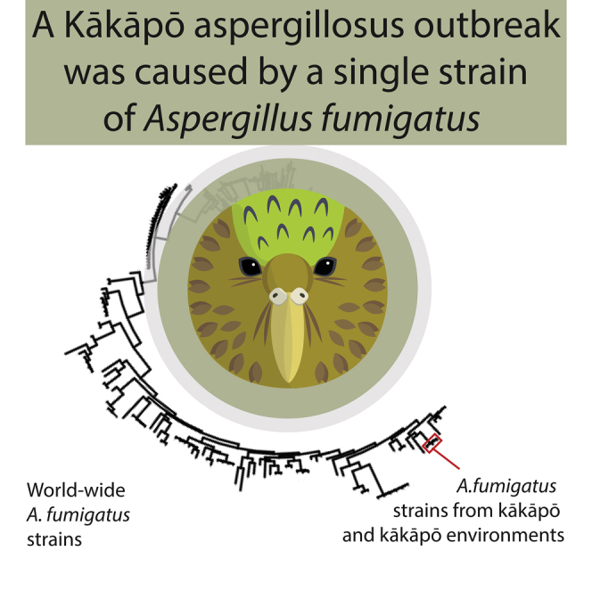 A single fungal strain was the unexpected cause of a mass aspergillosis outbreak in the world s largest and only flightless parrot