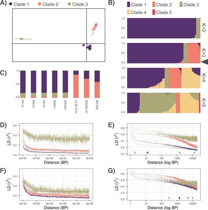 The pan-genome of i Aspergillus fumigatus i provides a high-resolution view of its population structure revealing high levels of lineage-specific diversity driven by recombination