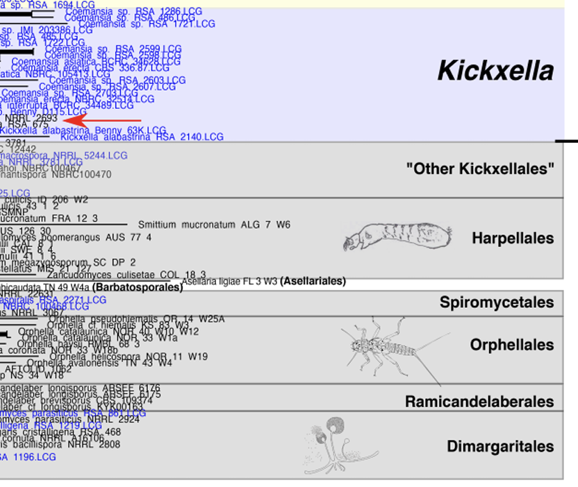 Mycoparasites, Gut Dwellers, and Saprotrophs: Phylogenomic Reconstructions and Comparative Analyses of Kickxellomycotina Fungi.