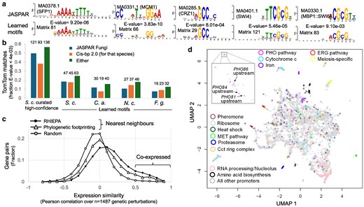 Inferring fungal cis-regulatory networks from genome sequences via unsupervised and interpretable representation learning.