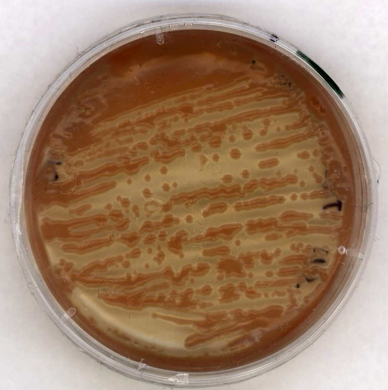 Streak plate of Rhodotorula mucilaginosa DH4148