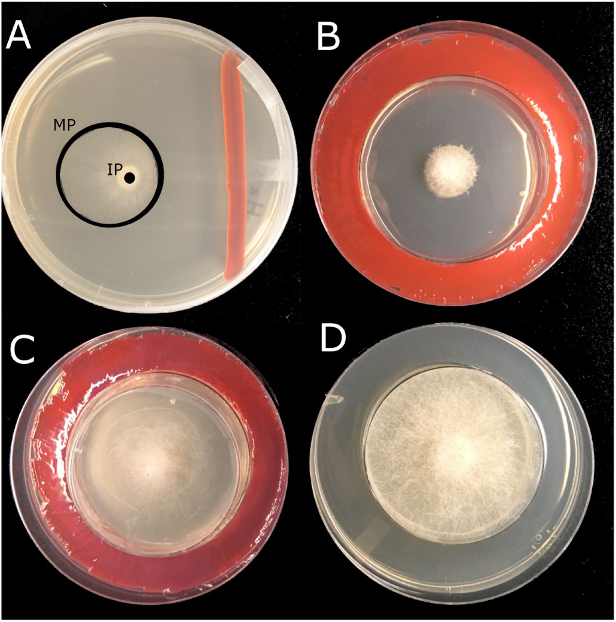 Volatiles from i Serratia marcescens i , i S. proteamaculans i , and i Bacillus subtilis i Inhibit Growth of i Rhizopus stolonifer i and Other Fungi