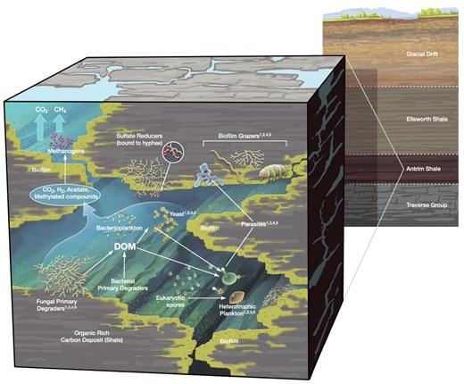Deep subsurface organic-rich shale supports abundant, diverse, and novel fungi