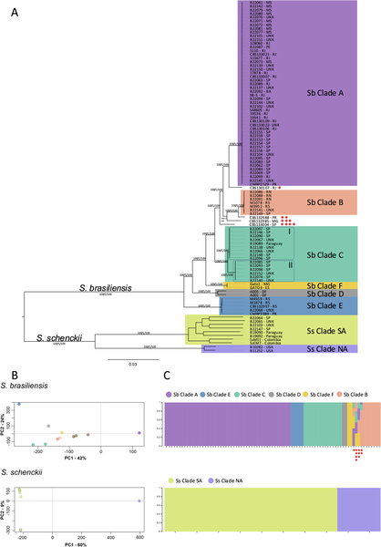 Genome variation of Sporothrix schenckii and Sporothrix brasiliensis