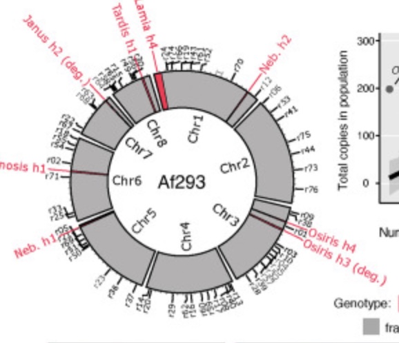 Giant transposons promote strain heterogeneity in a major fungal pathogen.